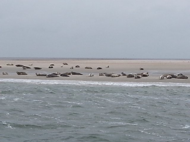 HWK Texel 110.jpg